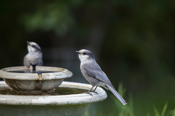 Gray Jays at the Birdbath