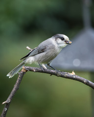 Gray Jay