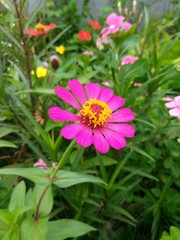 Obraz premium Zinnia beautiful flowers