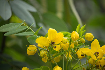 Yellow Flower of Thai copper pod or Cassod tree