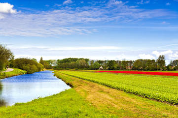 Naklejka premium Flowers Garden near the Drainage Canal