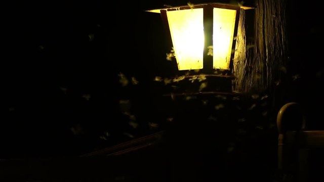 Moth playing with lamp light before the coming rain