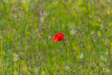 Floral background. Red poppy in green grass on a blurry background of lush meadow with bokeh effect