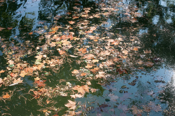 leaves in the water
