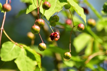 はじけ始めたツリバナの実