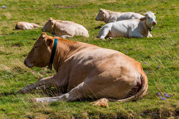 Vaches laitières.