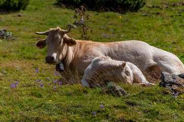 vache et son veau.