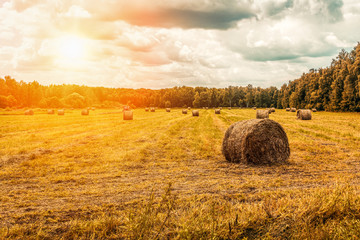 Straw bales on the field, hay making