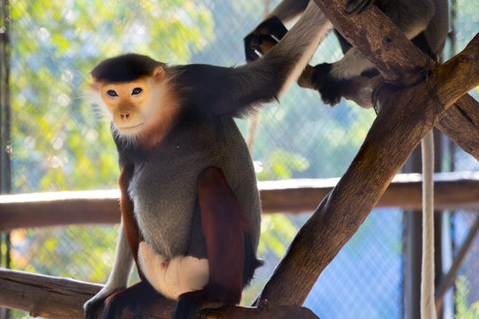 Red-shanked Douc (Pygathrix nemaeus) in the zoo of thailand(selective focus)
