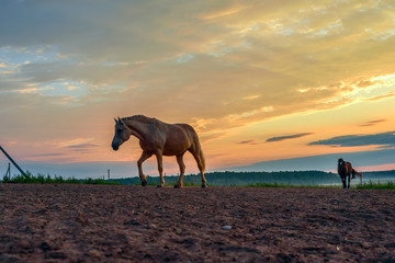 Obraz premium horses on the field graze at dawn