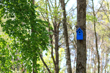colorful houses for birds on tree, the concept of animal protection