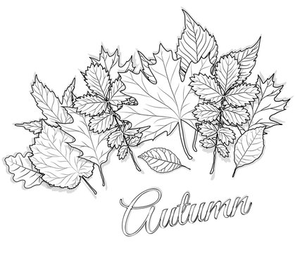 Autumn leaves set for coloring page vector