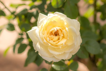 Tchaikovski; Hybrid Tea Rose, White Rose Originally Produced by the Breeder Meilland in France, 2000