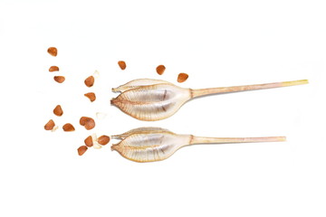 Dry seed capsules from wild tulip isolated on white background