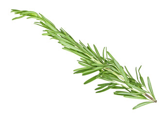 Twig of rosemary isolated on a white background