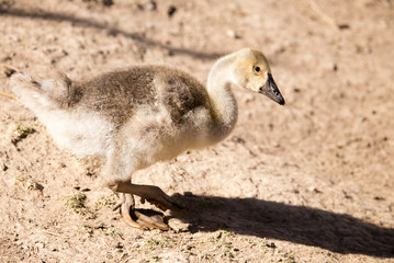 Duck for a walk on the farm