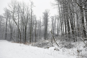 Forest, Snowy trees in winter.