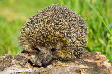Young prickly hedgehog on the log