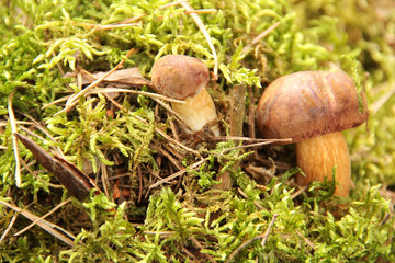 Pilz Marone Wald Boden Braunkappe