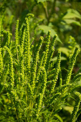 Ragweed plants