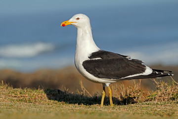 Naklejka premium A kelp gull (Larus dominicanus) in natural habitat, South Africa .