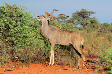 Fototapeta premium Male kudu antelope (Tragelaphus strepsiceros) in natural habitat, South Africa.
