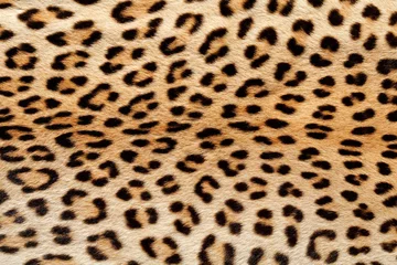 Foto op Canvas Vergrote weergave van de huid van een luipaard (Panthera pardus). © EcoView
