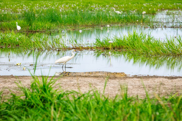 An Egret unaware of the crocodile near-by at Corroboree Wetlands, Northern Territory, Australia