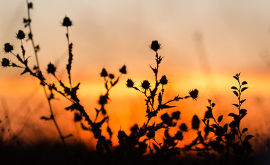 Silhouette of grass on a golden sunset