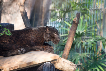 Black Jaguar or Black panther - Beautiful and elegant cat sleep on wood floor