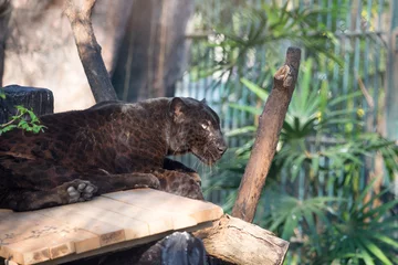 Foto op Plexiglas Black Jaguar or Black panther - Beautiful and elegant cat sleep on wood floor © Thammasiri