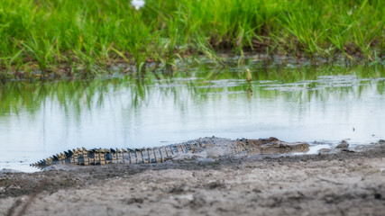A young salt water crocodile at Corroboree Billabong, NT, Australia