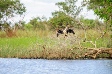 The Australian Darter spreads its wings to dry them out at Corroboree Billabong, a pristine wetland habitat which is part of Mary River Eco System in Northern Territory, Australia.