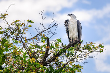 A majestic white bellied sea eagle on top of a tree at Corroboree Billabong in Northern Territory, Australia
