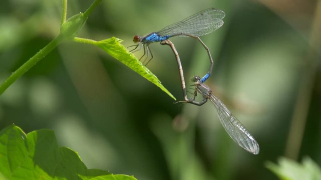 Small red-eyed damselfly (Erythromma viridulum) mating