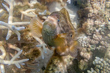 Fisch unterwasser in freier Natur auf Mauritius