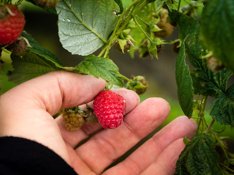 hand picking raspberry
