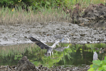 gray heron