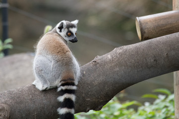 振り向くワオキツネザル