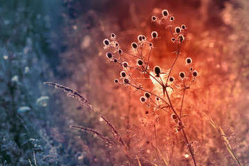 Sunset grass in sunset field background