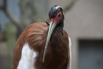 マダガスカルトキ