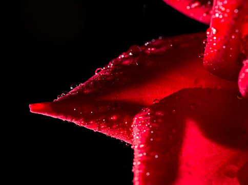 Fototapeta Beautiful red rose on a black background