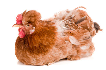 Portrait of a brown chicken isolated on white background