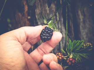 pick your own blackberrys