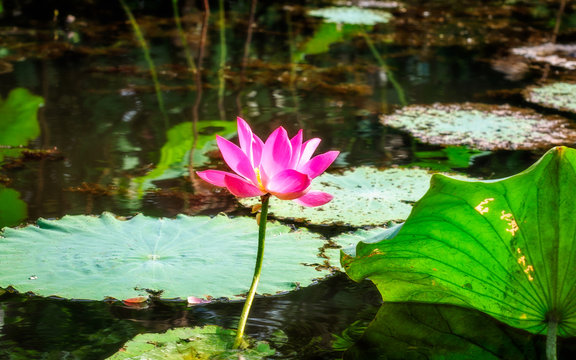 Sacred lotus with large pink flowers in the wetlands in Northern Territory, Australia