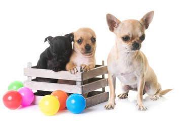 chihuahuas in studio