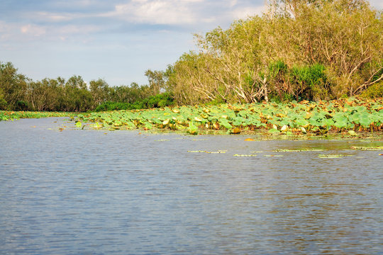 Corroboree Wetlands in Northern Territory, Australia.