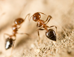 A lot of ants on the ground