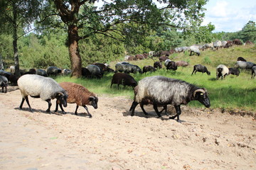 Heidschnucken mit Lämmern