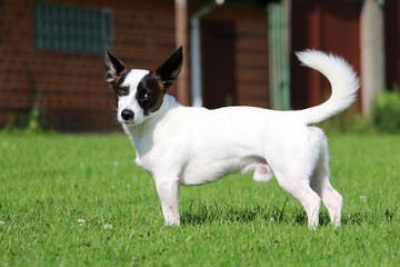 Jack Russel Mischling Portrait im Garten